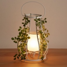 ���� �ӂ��� �����v �A���} �p�e�B�I